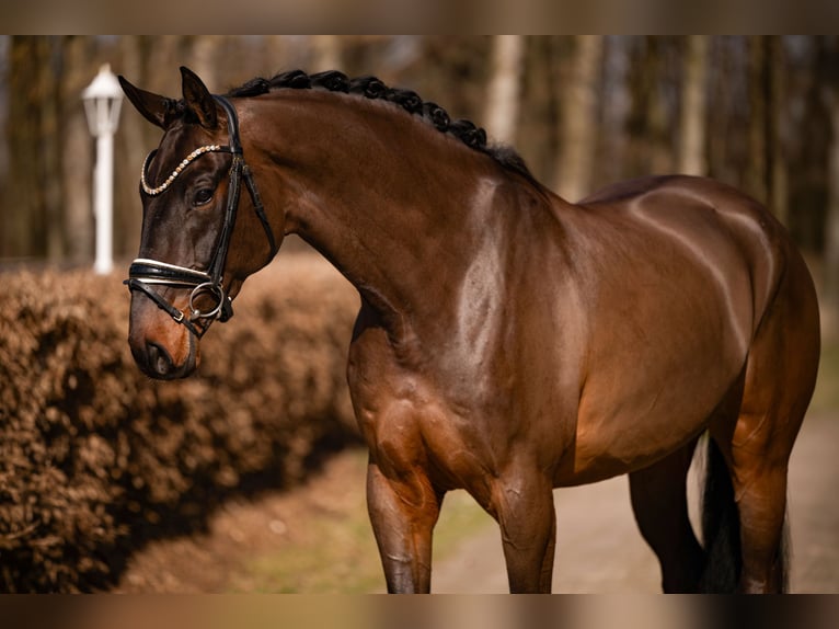 Niemiecki koń sportowy Wałach 6 lat 174 cm Ciemnogniada in Wehringen