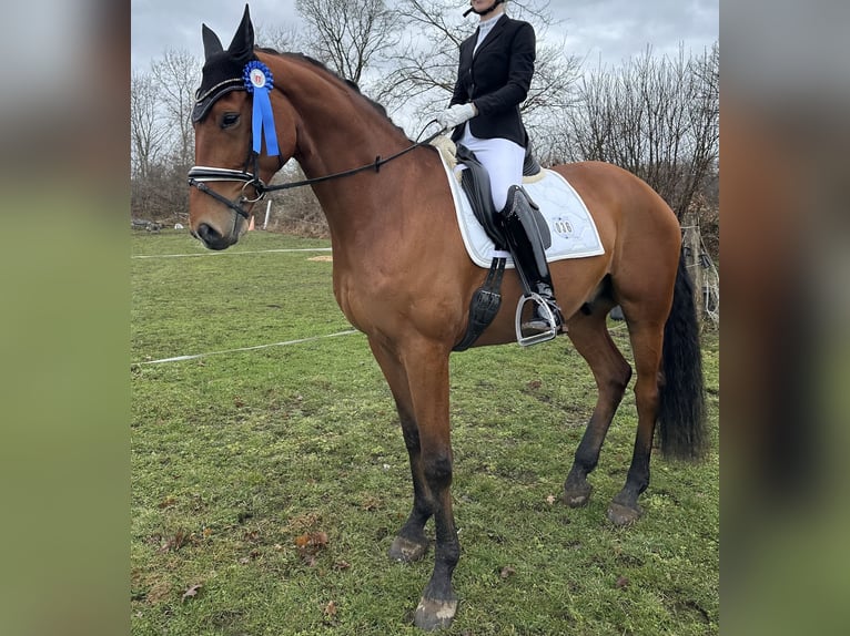 Niemiecki koń sportowy Wałach 6 lat 174 cm Gniada in Groß Vollstedt