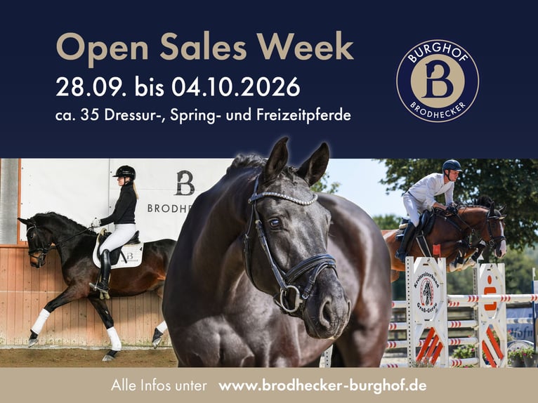 Niemiecki koń sportowy Wałach 6 lat 174 cm Kasztanowata in Riedstadt