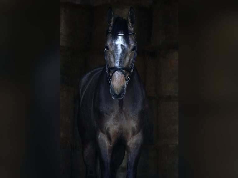 Niemiecki koń sportowy Wałach 6 lat 174 cm Siwa in Oppin