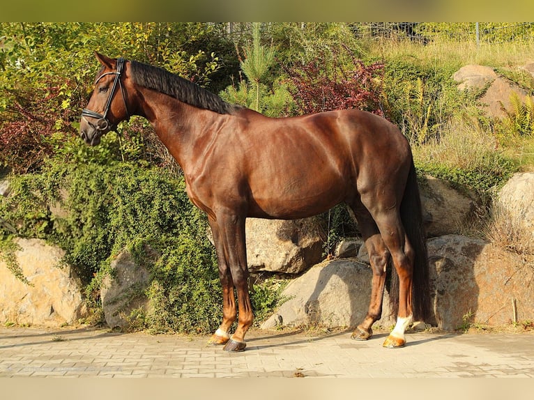 Niemiecki koń sportowy Wałach 6 lat 175 cm Ciemnokasztanowata in Usingen