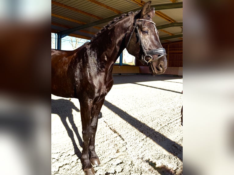 Niemiecki koń sportowy Wałach 6 lat 175 cm Kara in Dobersch&#xFC;tz