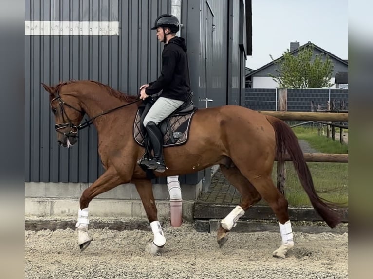 Niemiecki koń sportowy Wałach 6 lat 175 cm Kasztanowata in Velpke