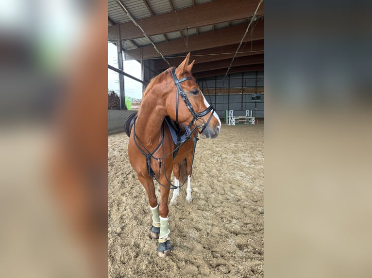 Niemiecki koń sportowy Wałach 7 lat 158 cm Kasztanowata in Baar