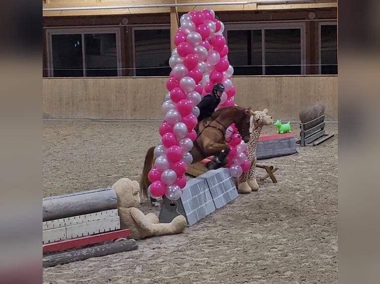 Niemiecki koń sportowy Wałach 7 lat 158 cm Kasztanowata in Baar