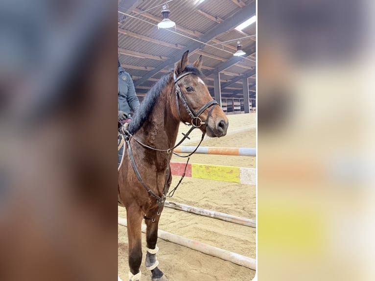 Niemiecki koń sportowy Wałach 7 lat 160 cm Gniada in Pelmberg