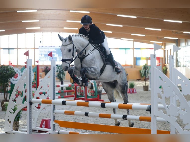 Niemiecki koń sportowy Wałach 7 lat 160 cm Siwa in Perleberg