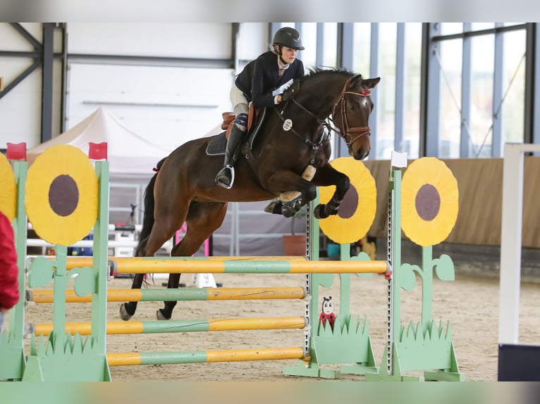 Niemiecki koń sportowy Wałach 7 lat 162 cm Gniada in Lichtenau