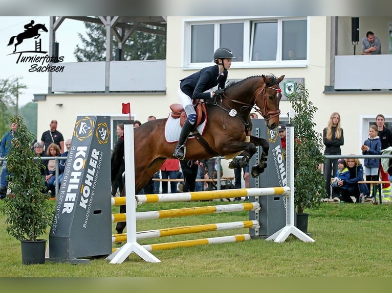 Niemiecki koń sportowy Wałach 7 lat 162 cm Gniada in Lichtenau