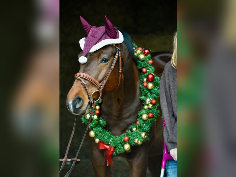 Niemiecki koń sportowy Wałach 7 lat 162 cm Gniada in Lichtenau