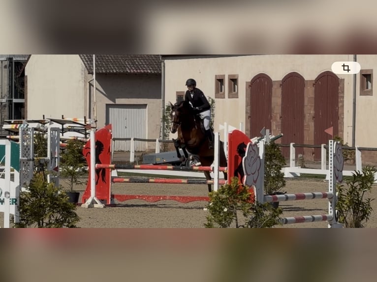 Niemiecki koń sportowy Wałach 7 lat 164 cm Gniada in Dockendorf