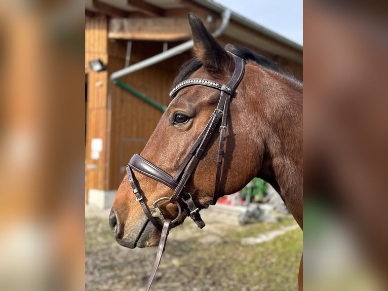 Niemiecki koń sportowy Wałach 7 lat 164 cm Gniada in Weilheim in Oberbayern