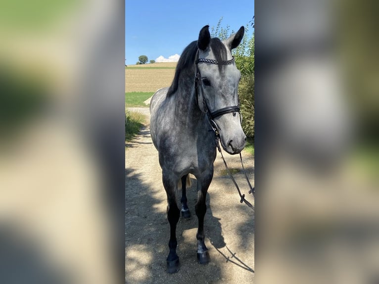 Niemiecki koń sportowy Wałach 7 lat 166 cm Siwa in Haarbach
