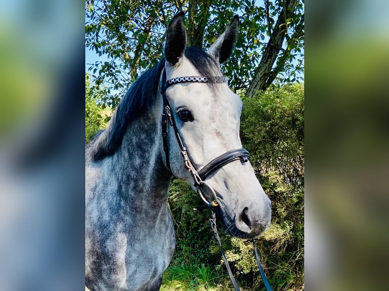 Niemiecki koń sportowy Wałach 7 lat 166 cm Siwa in Haarbach