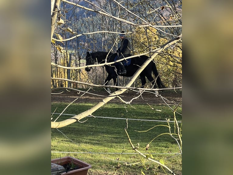 Niemiecki koń sportowy Wałach 7 lat 167 cm Kara in Oberg&#xFC;nzburg