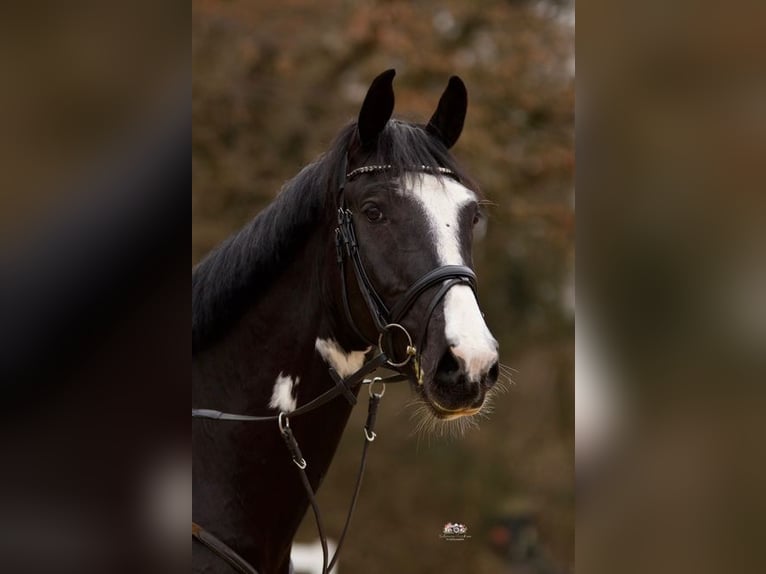 Niemiecki koń sportowy Wałach 7 lat 167 cm Srokata in Allershausen