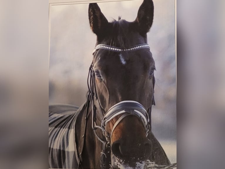Niemiecki koń sportowy Wałach 7 lat 168 cm Ciemnogniada in Emmerting