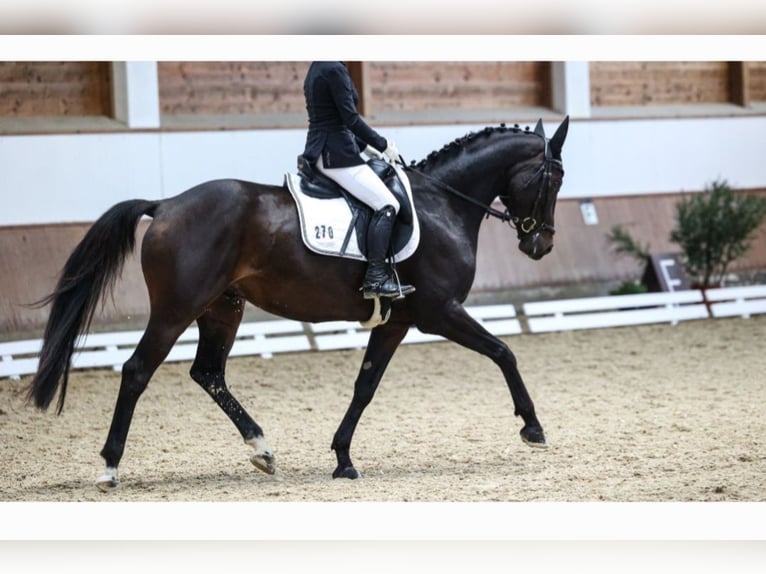 Niemiecki koń sportowy Wałach 7 lat 168 cm Ciemnogniada in Emmerting