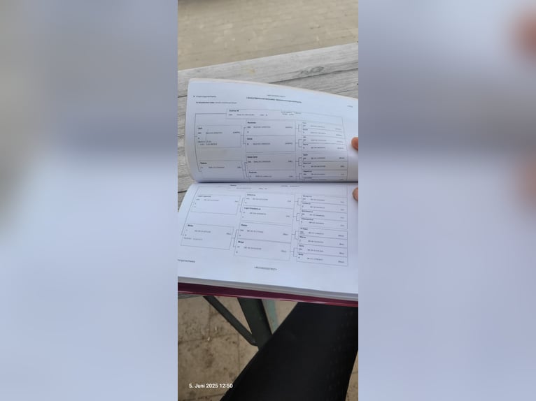 Niemiecki koń sportowy Wałach 7 lat 168 cm Ciemnogniada in Emmerting
