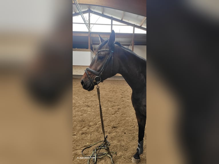 Niemiecki koń sportowy Wałach 7 lat 168 cm Ciemnogniada in Emmerting