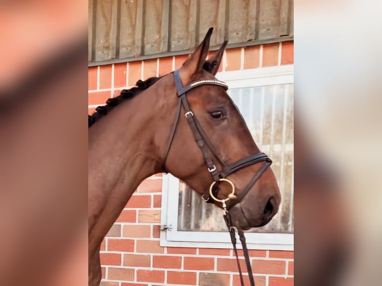 Niemiecki koń sportowy Wałach 7 lat 168 cm Gniada in Bottrop