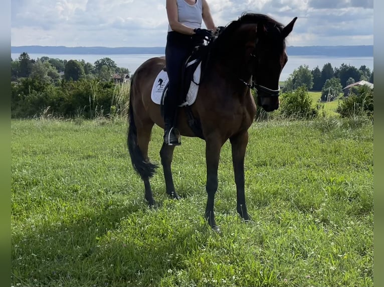 Niemiecki koń sportowy Wałach 7 lat 168 cm Gniada in Tutzing
