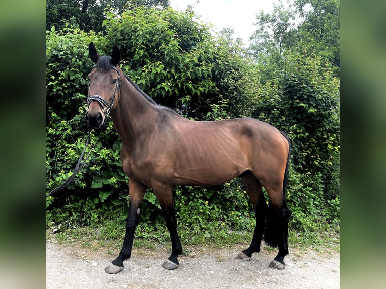 Niemiecki koń sportowy Wałach 7 lat 168 cm Gniada in Tutzing