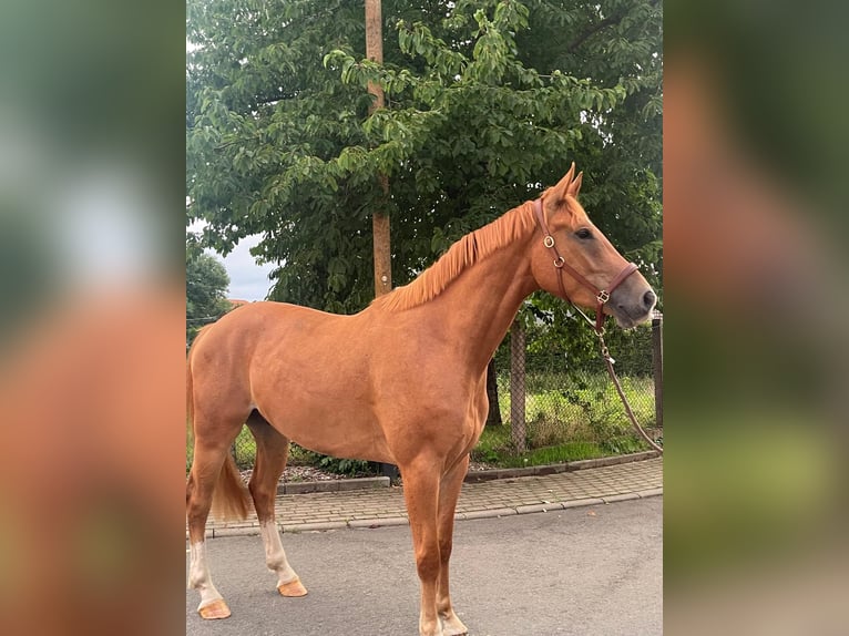Niemiecki koń sportowy Wałach 7 lat 169 cm Kasztanowata in Bösleben