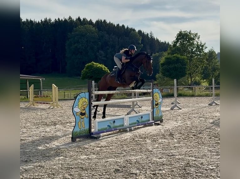 Niemiecki koń sportowy Wałach 7 lat 170 cm Ciemnogniada in Altusried