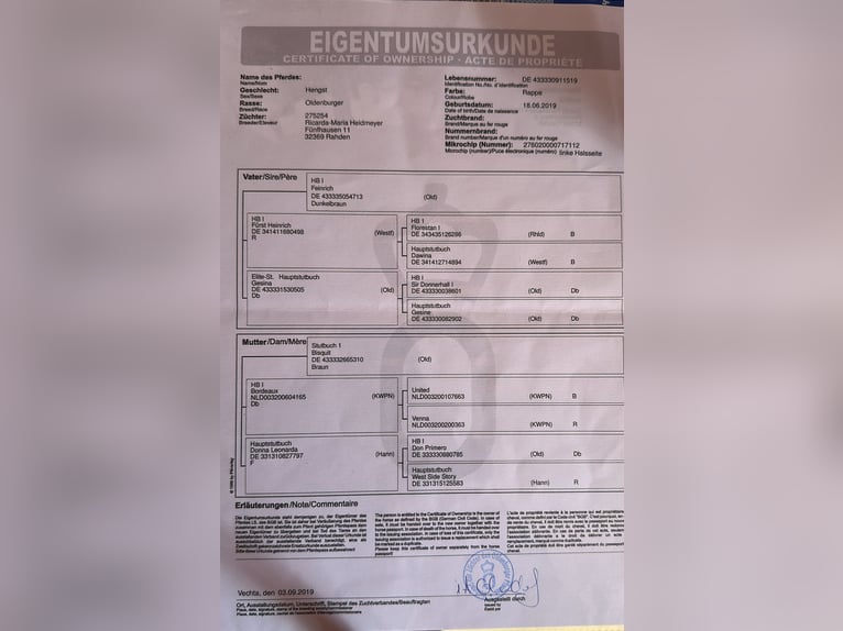 Niemiecki koń sportowy Wałach 7 lat 170 cm Ciemnogniada in Biel-Benken BL