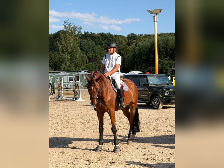 Niemiecki koń sportowy Wałach 7 lat 170 cm Gniada in Mansfeld/OT Annarode