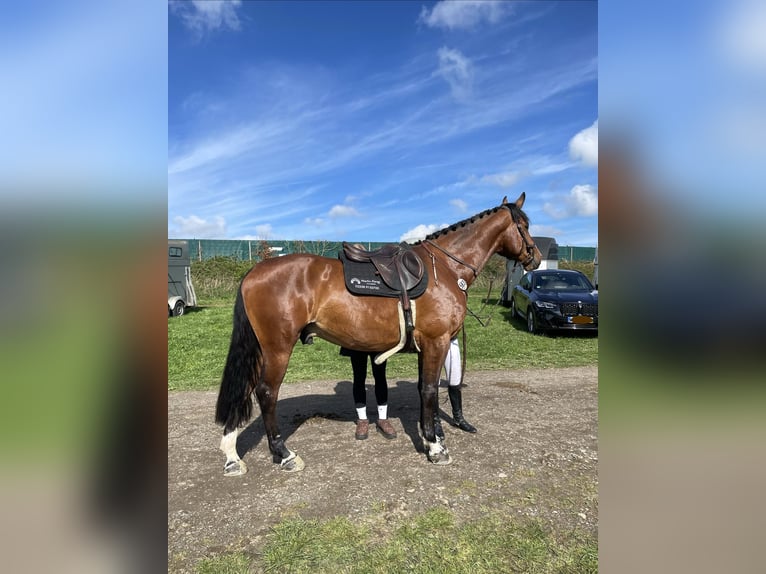 Niemiecki koń sportowy Wałach 7 lat 170 cm Gniada in Hagen