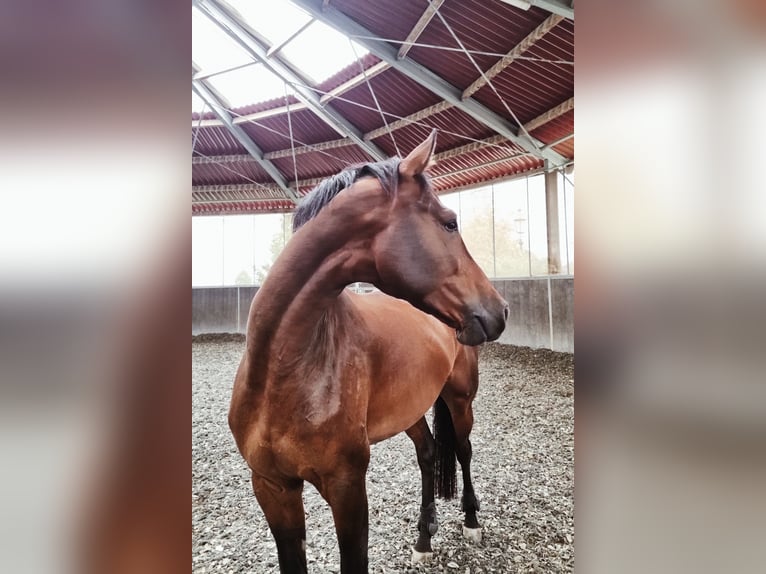 Niemiecki koń sportowy Wałach 7 lat 170 cm Gniada in Weiterstadt