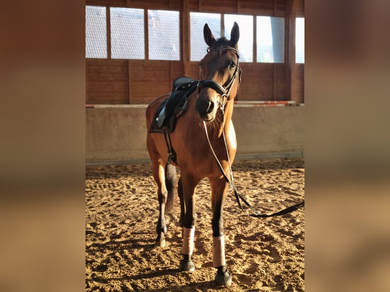 Niemiecki koń sportowy Wałach 7 lat 170 cm Gniada in Weiterstadt