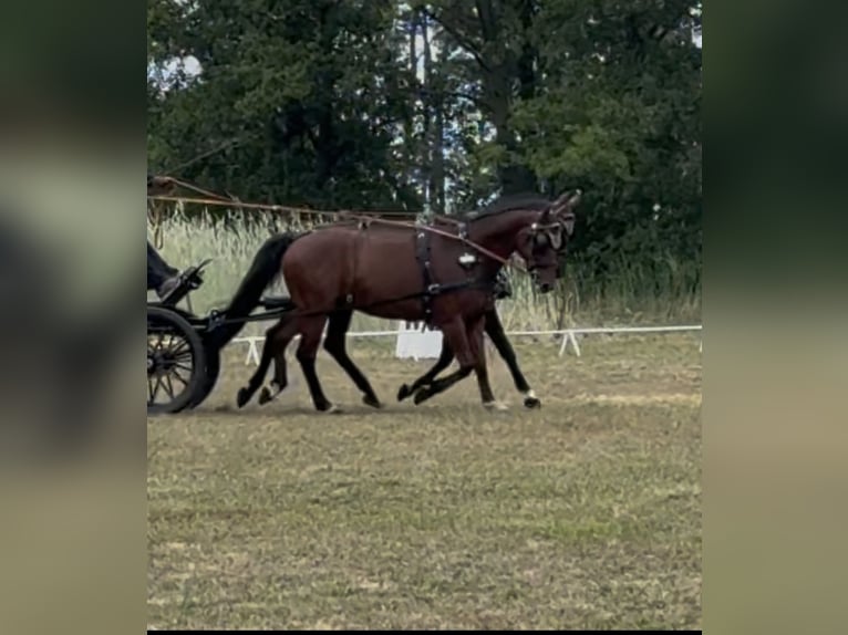 Niemiecki koń sportowy Wałach 7 lat 170 cm Gniada in Wahlitz