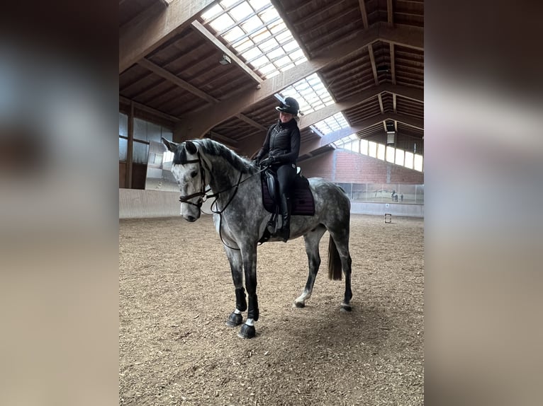 Niemiecki koń sportowy Wałach 7 lat 170 cm Siwa in Haag i. OB