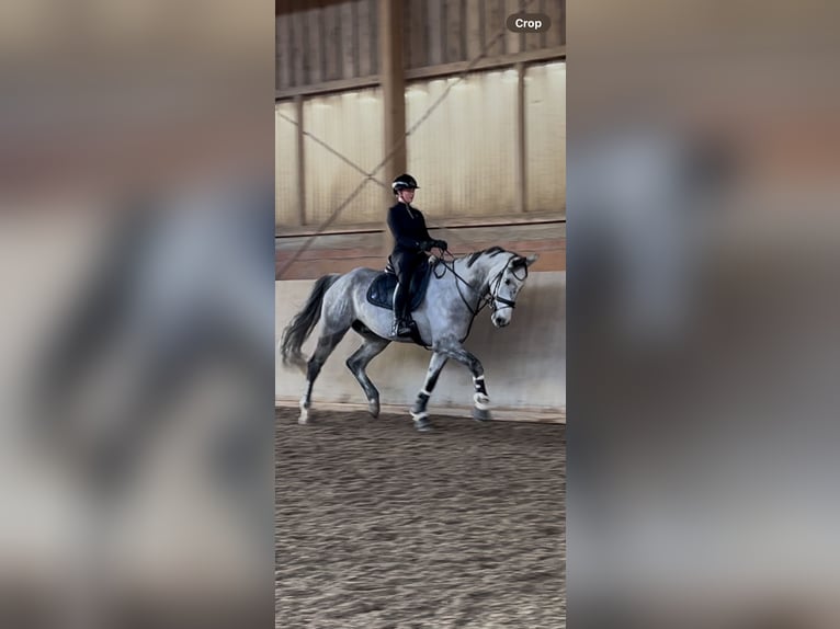 Niemiecki koń sportowy Wałach 7 lat 170 cm Siwa in Haag i. OB