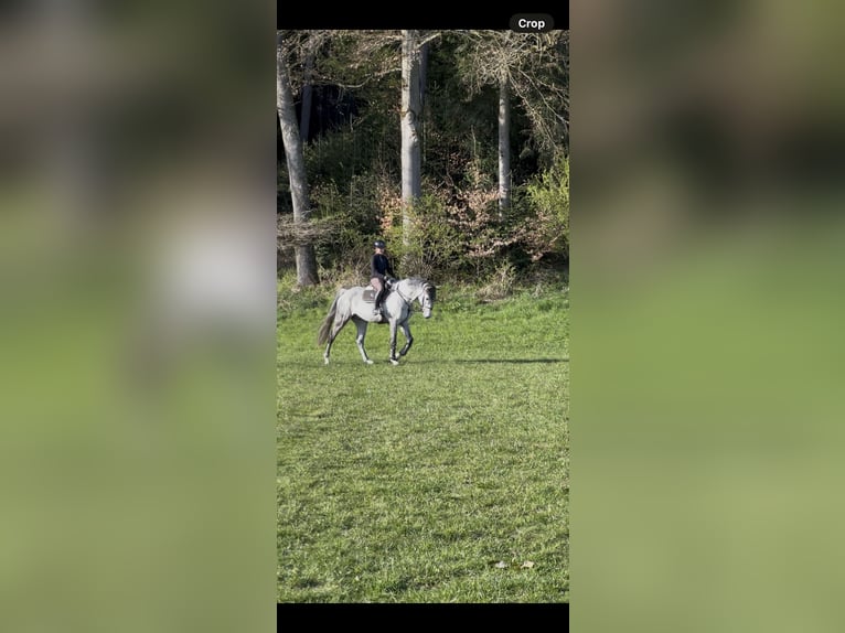Niemiecki koń sportowy Wałach 7 lat 170 cm Siwa in Haag i. OB