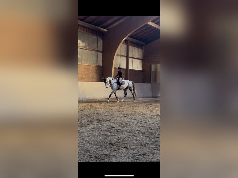 Niemiecki koń sportowy Wałach 7 lat 170 cm Siwa in Haag i. OB