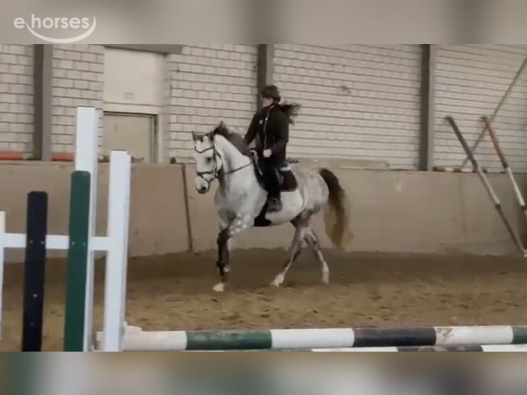 Niemiecki koń sportowy Wałach 7 lat 172 cm Siwa in Overath