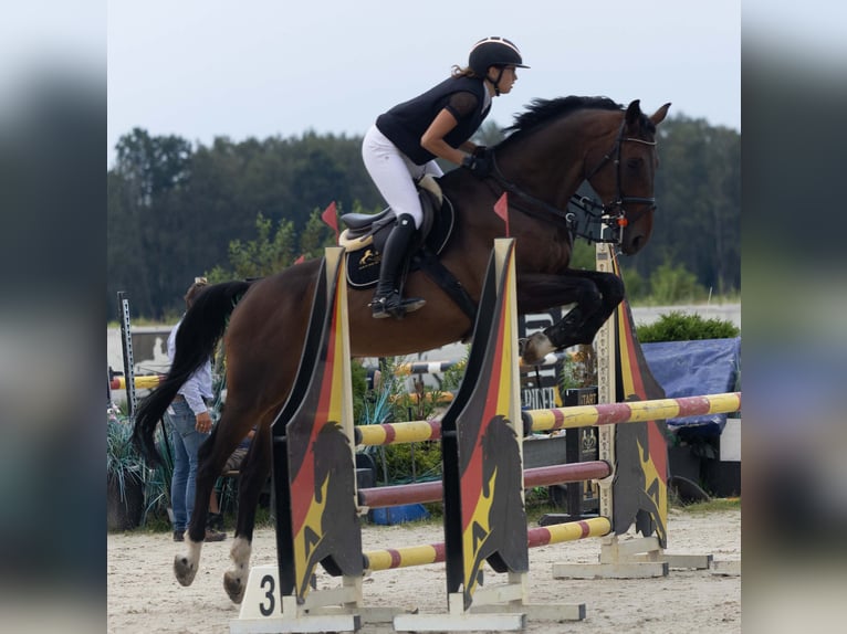 Niemiecki koń sportowy Wałach 7 lat 173 cm Ciemnogniada in Grzmiąca