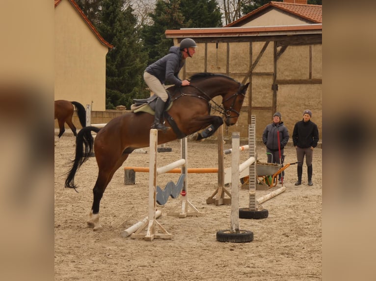 Niemiecki koń sportowy Wałach 7 lat 173 cm Ciemnogniada in Salzatal