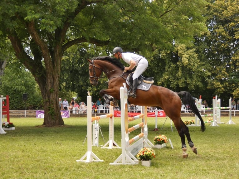 Niemiecki koń sportowy Wałach 7 lat 174 cm Ciemnogniada in Bad Bibra