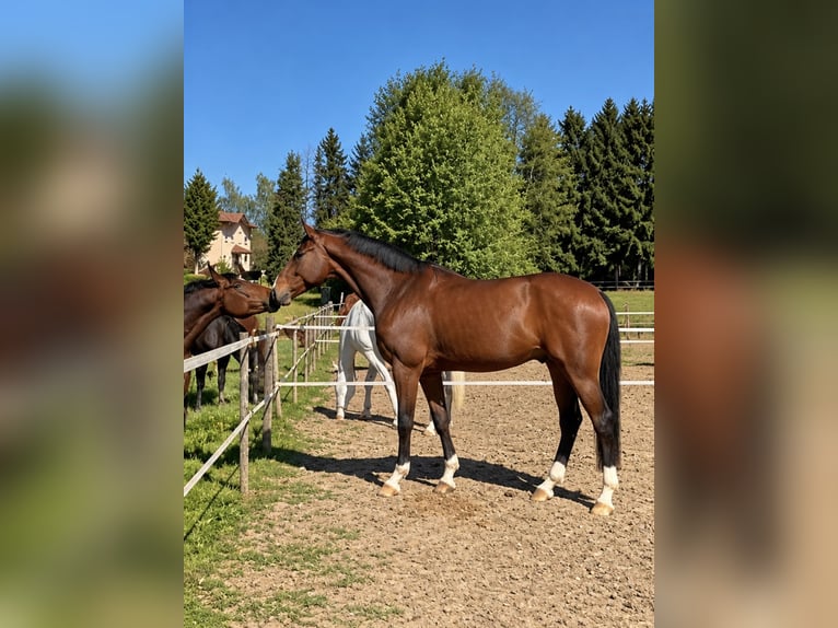 Niemiecki koń sportowy Wałach 7 lat 175 cm Gniada in Herxheim bei Landau/Pfalz