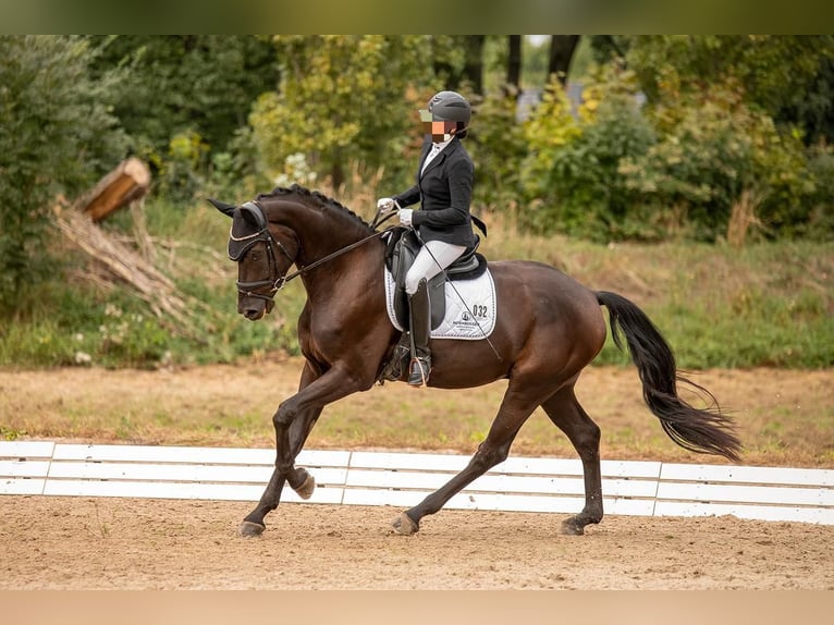 Niemiecki koń sportowy Wałach 7 lat 175 cm Kara in Doberschütz
