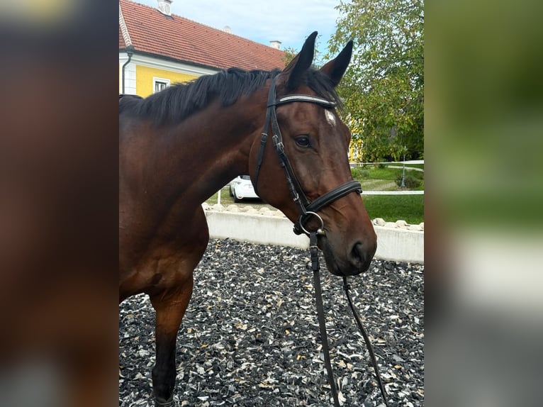 Niemiecki koń sportowy Wałach 7 lat 178 cm Gniada in Kornberg