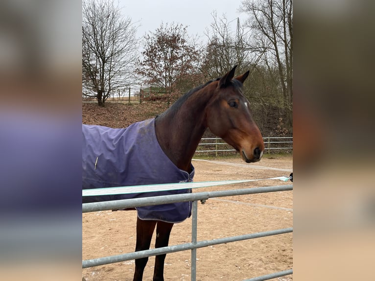 Niemiecki koń sportowy Wałach 7 lat 182 cm Gniada in Schwabach