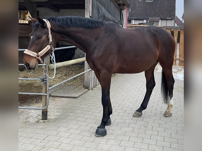 Niemiecki koń sportowy Wałach 7 lat 182 cm Gniada in Schwabach