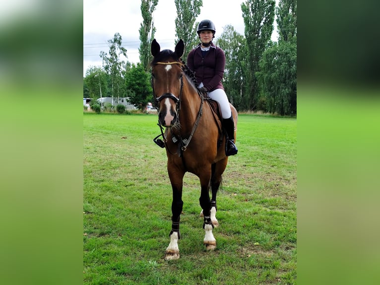 Niemiecki koń sportowy Wałach 7 lat 184 cm Gniada in Bernburg