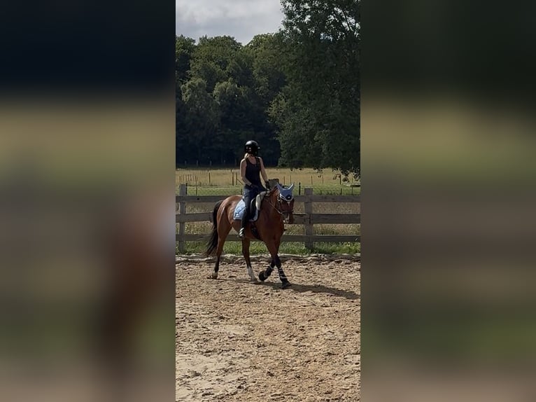 Niemiecki koń sportowy Wałach 8 lat 165 cm Gniada in Clenze